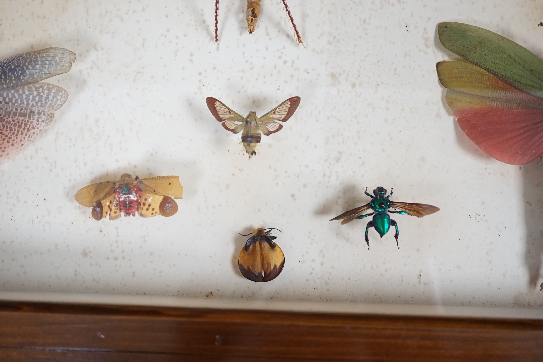 A cased group of taxidermic flying insects